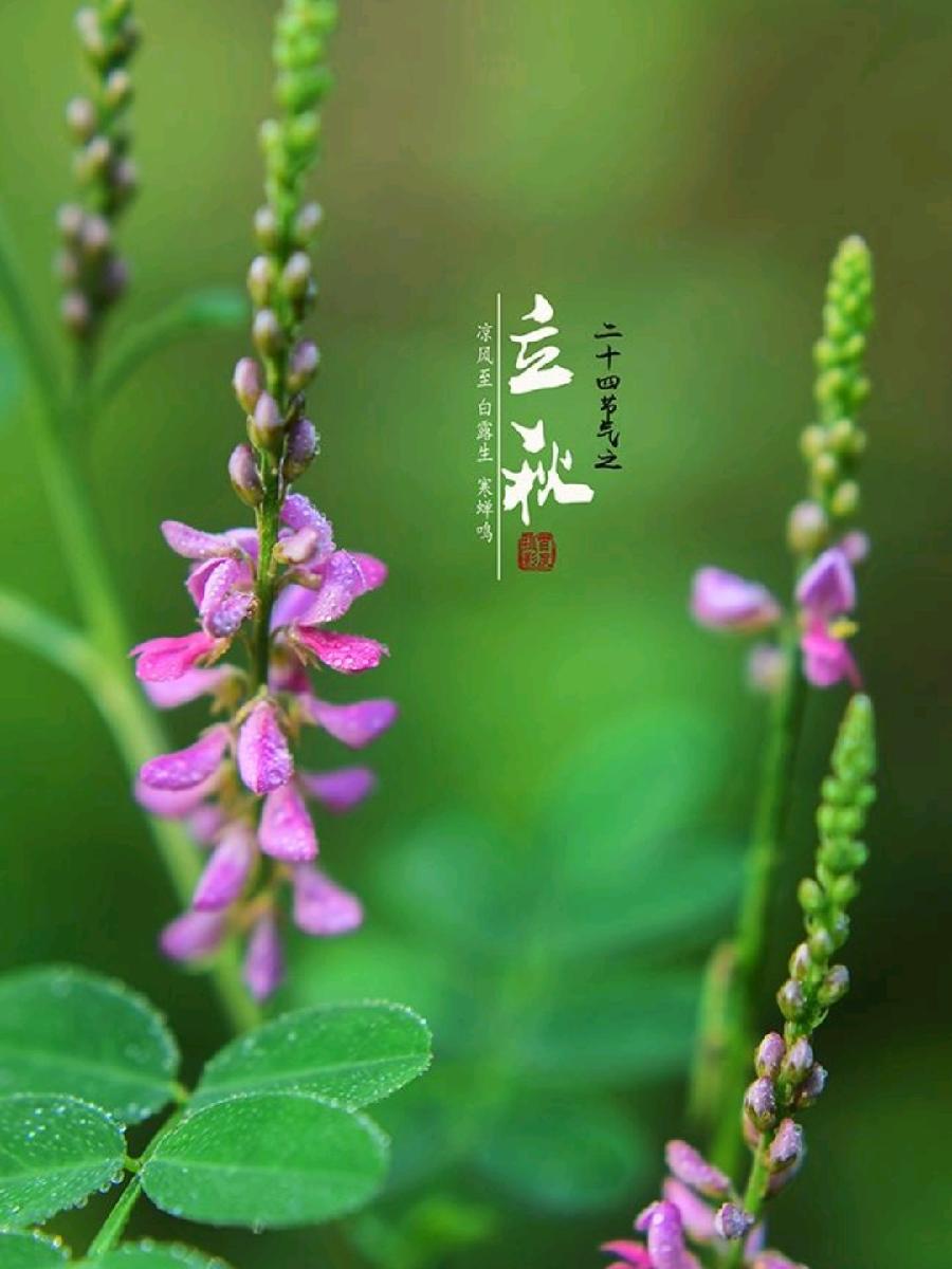 《立秋专刊》【九江文学社:北京头条】(图8)