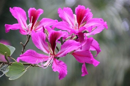 【当代文艺】《紫荆与紫薇》作者:朱双顶(图3)
