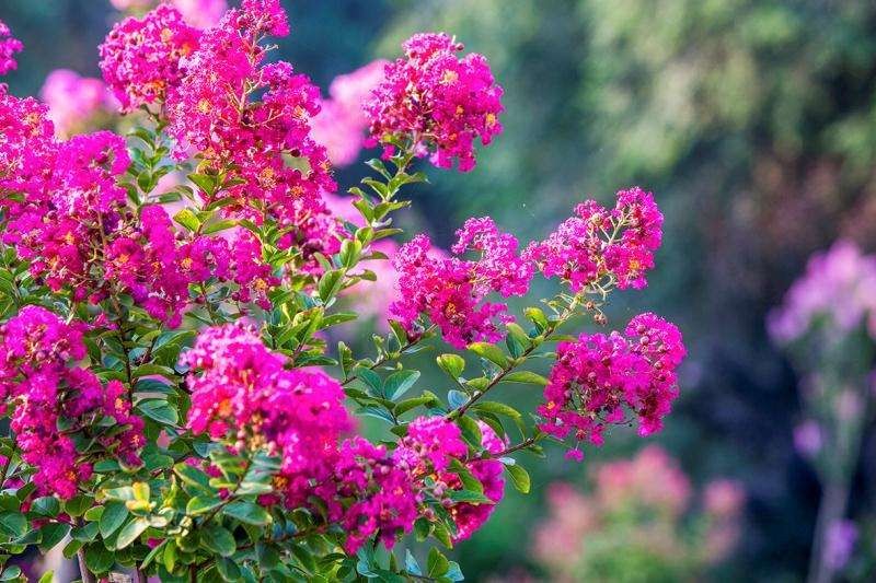【当代文艺】《紫荆与紫薇》作者:朱双顶(图6)