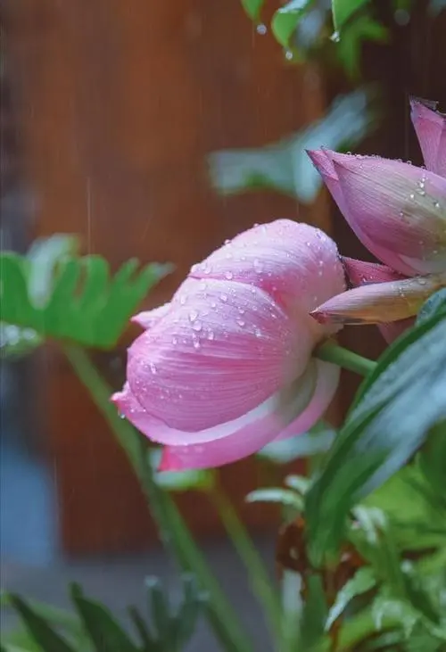 秋 雨‖文图/赵京江（图7）