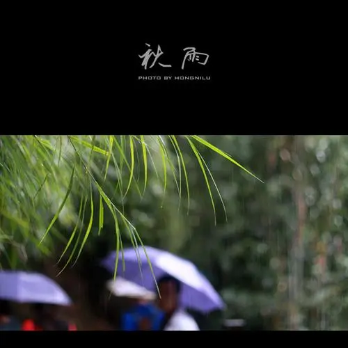 秋 雨‖文图/赵京江（图2）