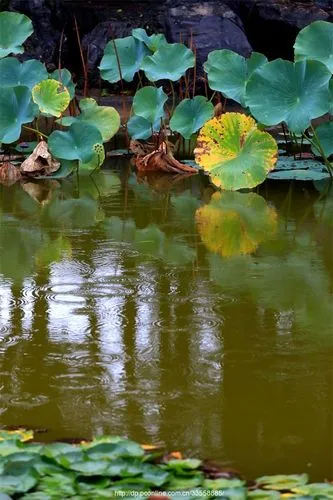 秋 雨‖文图/赵京江（图3）