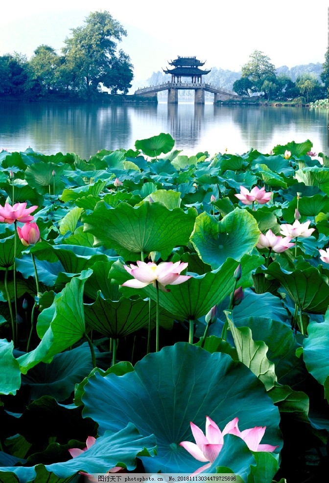 七律 夏末（十首） 文/杨振国（北京）｜京津沪头条（图2）