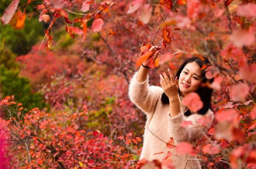 【如梦令】·香山红叶 文/秦洪亚（图4）