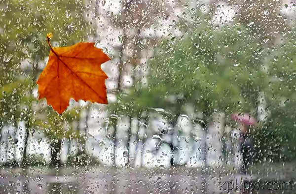 【新诗大观】初秋的雨||文/简单/笔架山人