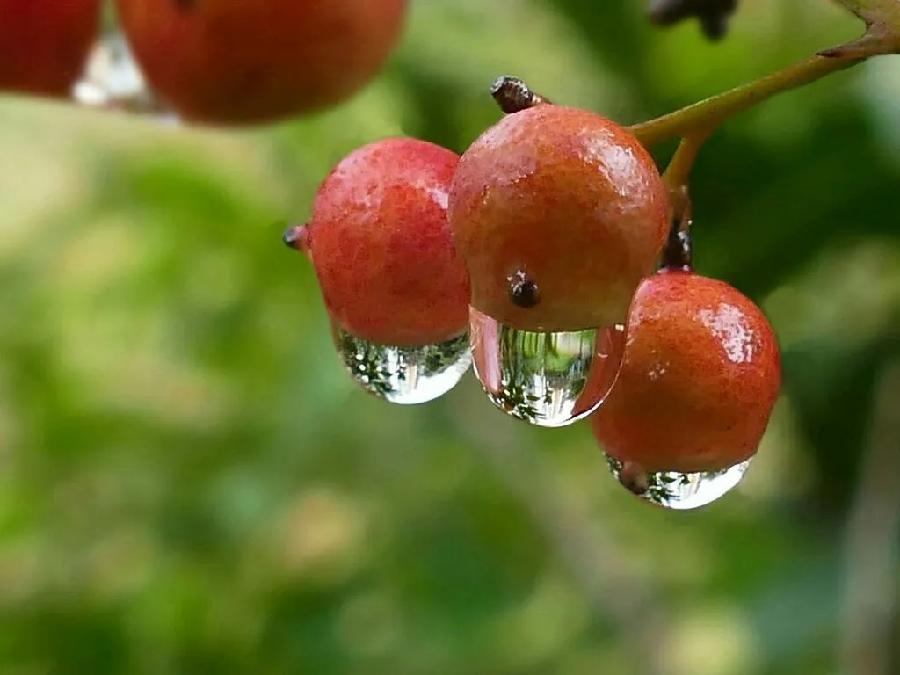 【新诗大观】初秋的雨||文/简单/笔架山人（图2）