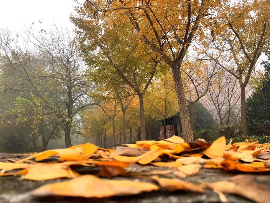 刘彩华（飘）《秋来》《秋夜遐思》||诵读：飘 吴涵伟（图4）