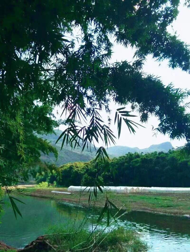 昭娘《忆乡情》||诵读：心太软（图4）