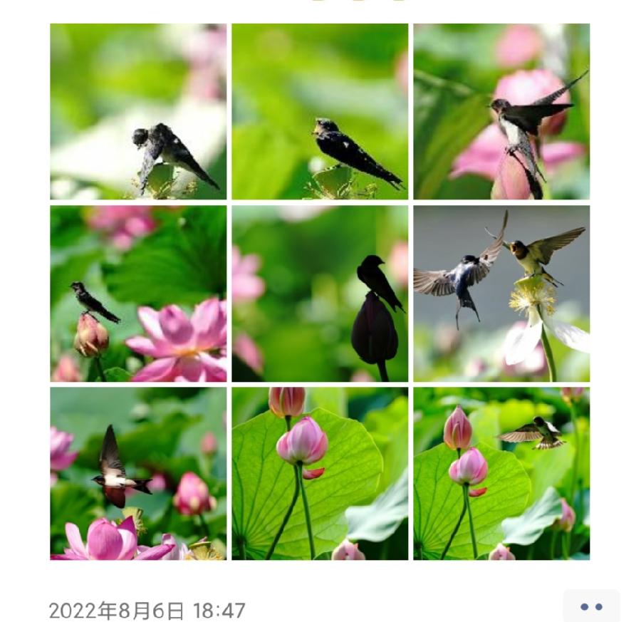 中华诗艺社黑龙江分社/天地人和:荷花&燕子（图12）