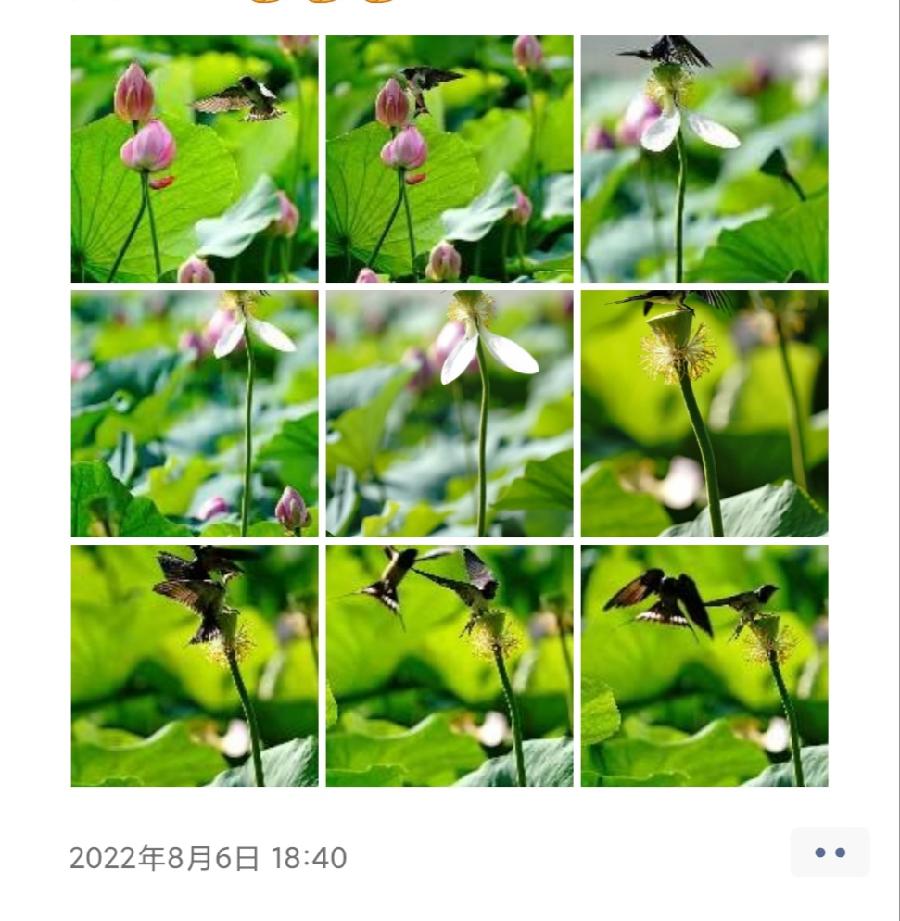 中华诗艺社黑龙江分社/天地人和:荷花&燕子（图23）