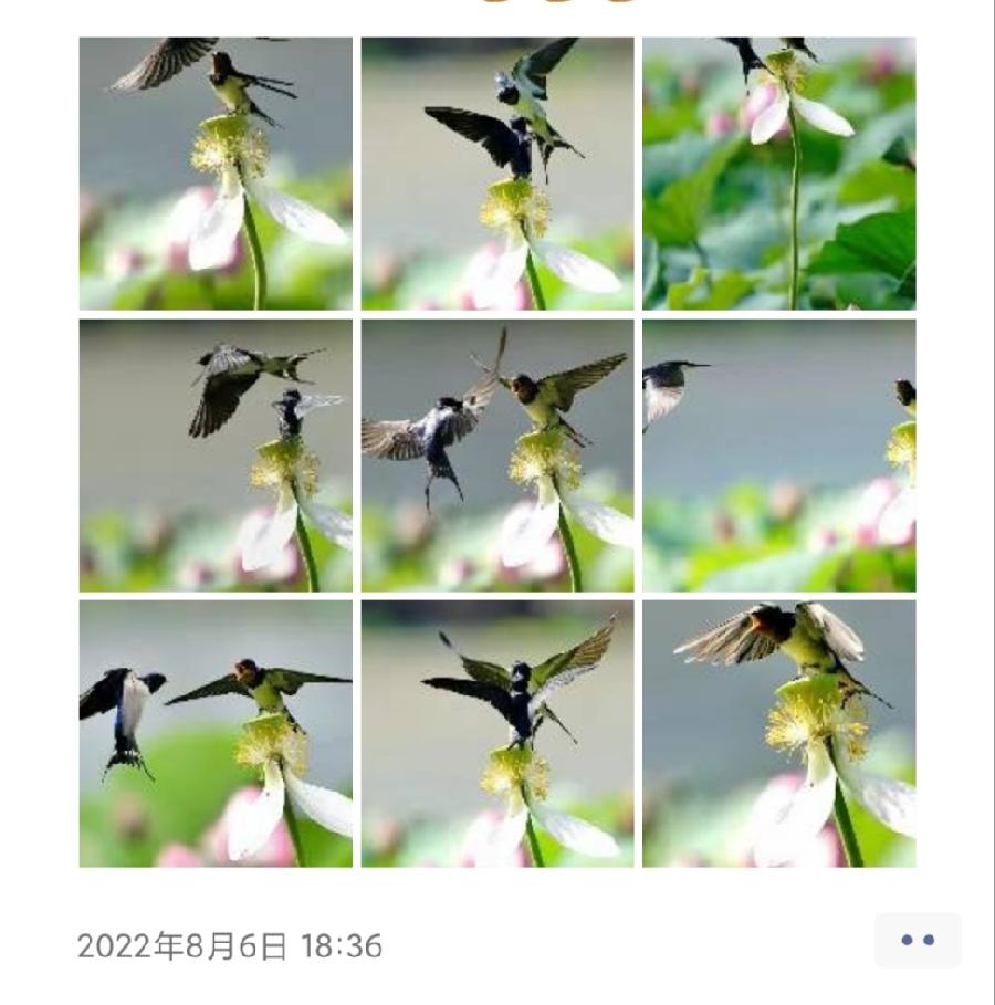中华诗艺社黑龙江分社/天地人和:荷花&燕子（图34）