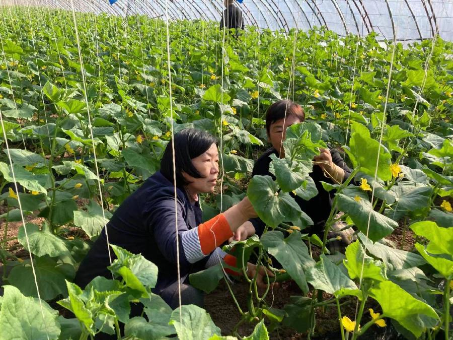刘润泉《心系三农事 春华满绿园——记绿园公司创始人杨春华》播/玉华（图6）