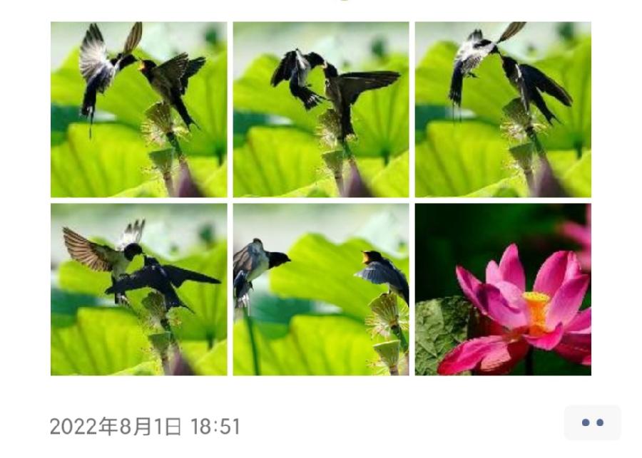 中华诗艺社黑龙江分社/天地人和:荷花&燕子（图42）