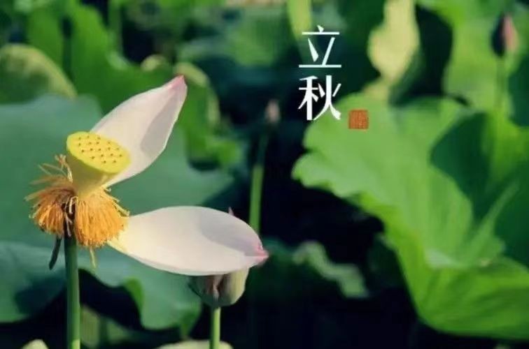 [北京头条]《立秋》作者/峰火峰火，主播/天乐