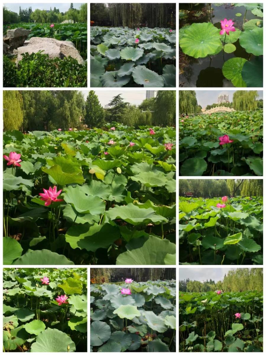 《世界名家》【九江文学社:北京头条】著名艺术家沈志昂先生笺言精选 主编/洪新爱(图9)