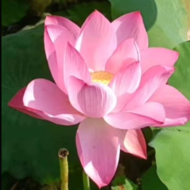 《世界名家》【九江文学社:北京头条】著名艺术家沈志昂先生笺言精选 主编/洪新爱(图18)