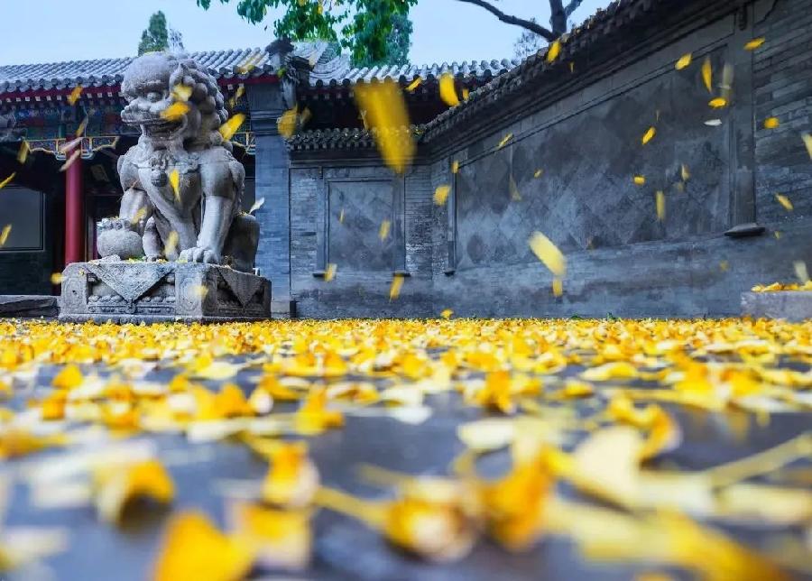 同题诵读【秋的律动】作者/雷金钟 朗诵/北京古塔读书会主播（图19）