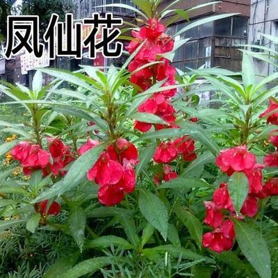 指甲花