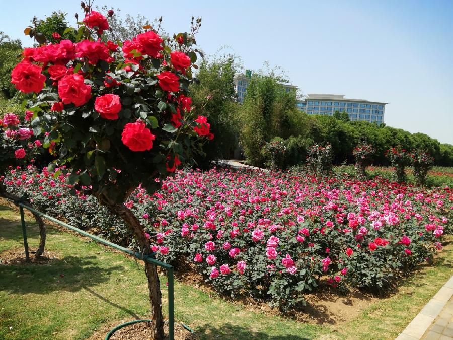 【潇湘文学社】潇湘问梅诗社《总416期》(夏日即景)(图9)