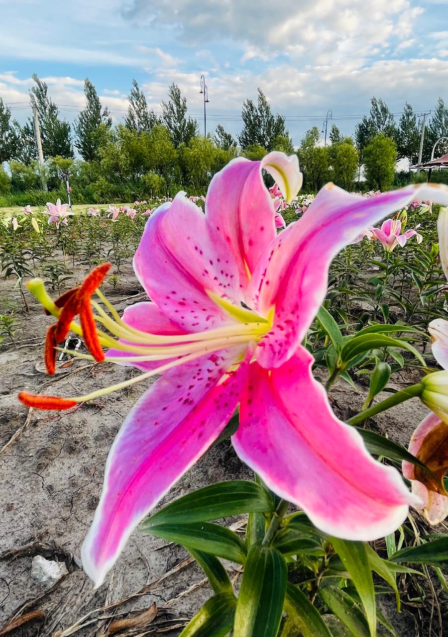 中华诗艺社黑龙江分社/【摄影】袁华:别样风景（图7）