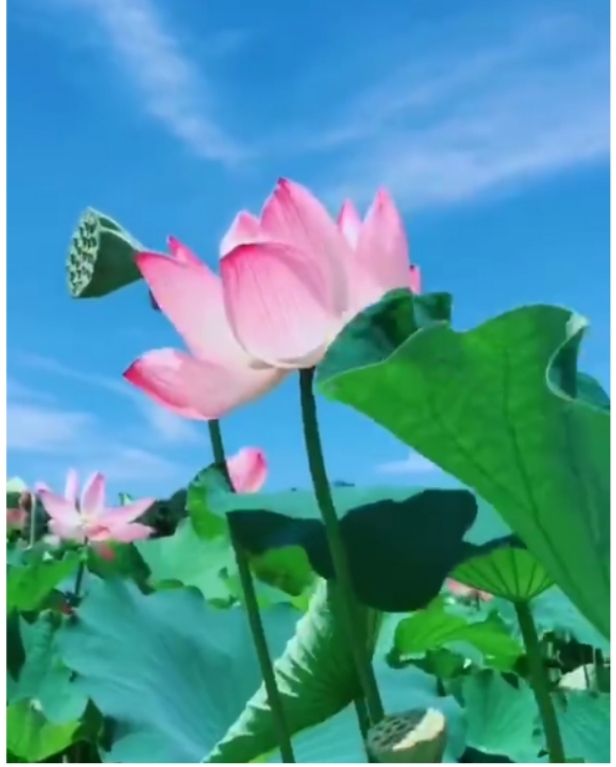 鸣雁惊鸿／徐守玺（山东省临沂市）（图16）