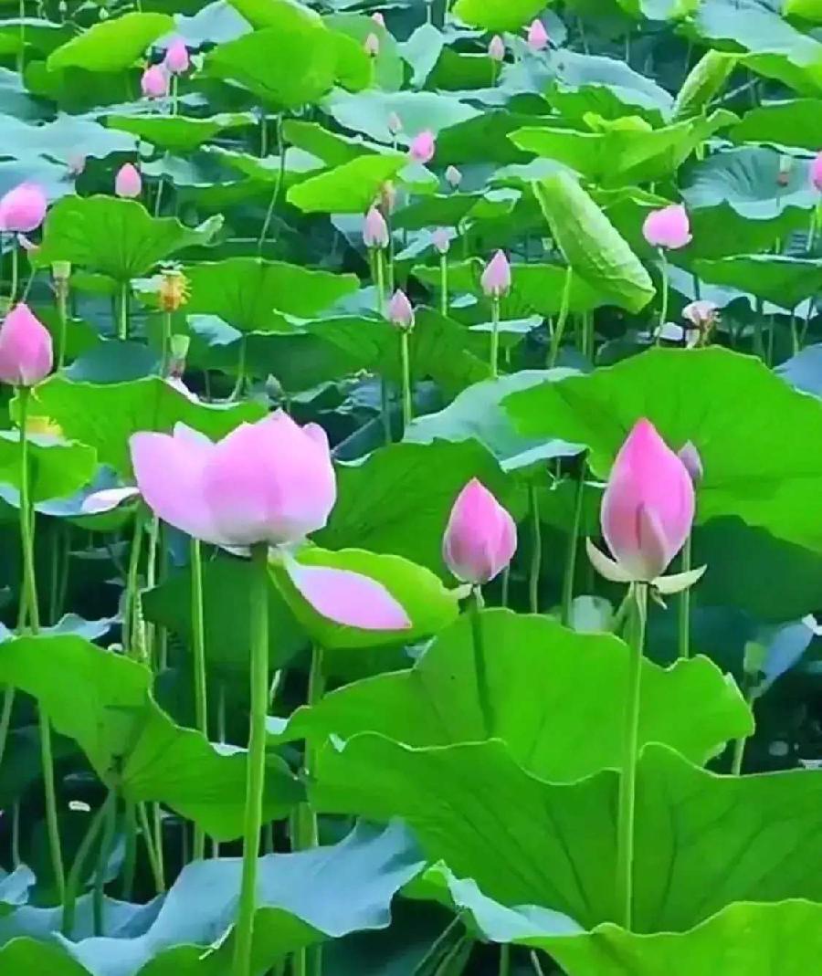 《四季歌》之十三(知己) 一叶知秋 《心尘文艺》名人榜