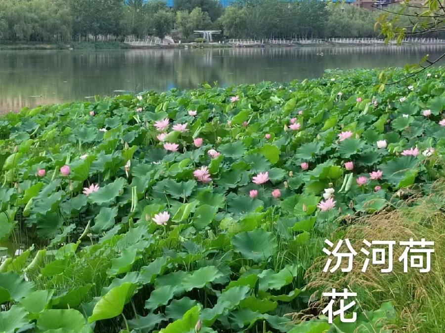 〔古风三首〕汾河湿地公园游*作者 卢会生（山西）【冰心文化传媒】（图3）