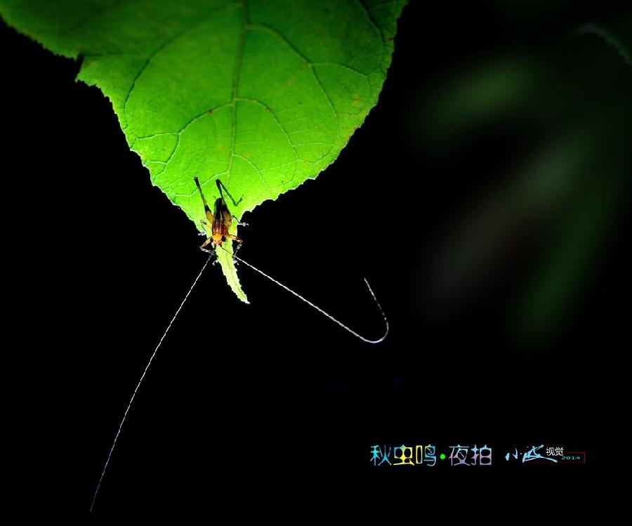 夜半遐思