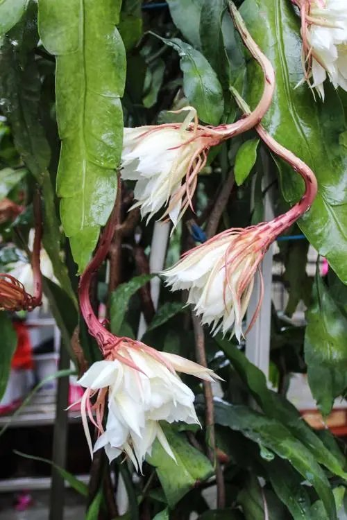 杨玉才:蝶恋花·我家昙花又开了(外一首)(图3)