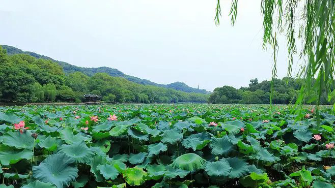 溪流诗歌《游杭州/七绝四首》主播：孙浩勋 编辑：小鱼儿 【北疆头条】（第264期）（图2）