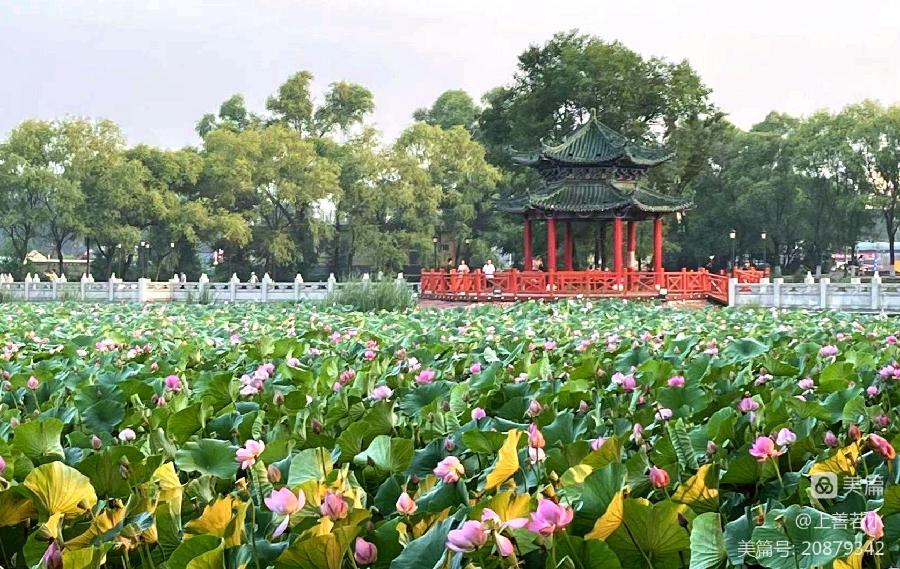 中华诗艺社黑龙江分社/【摄影】李德文:问荷(图3)