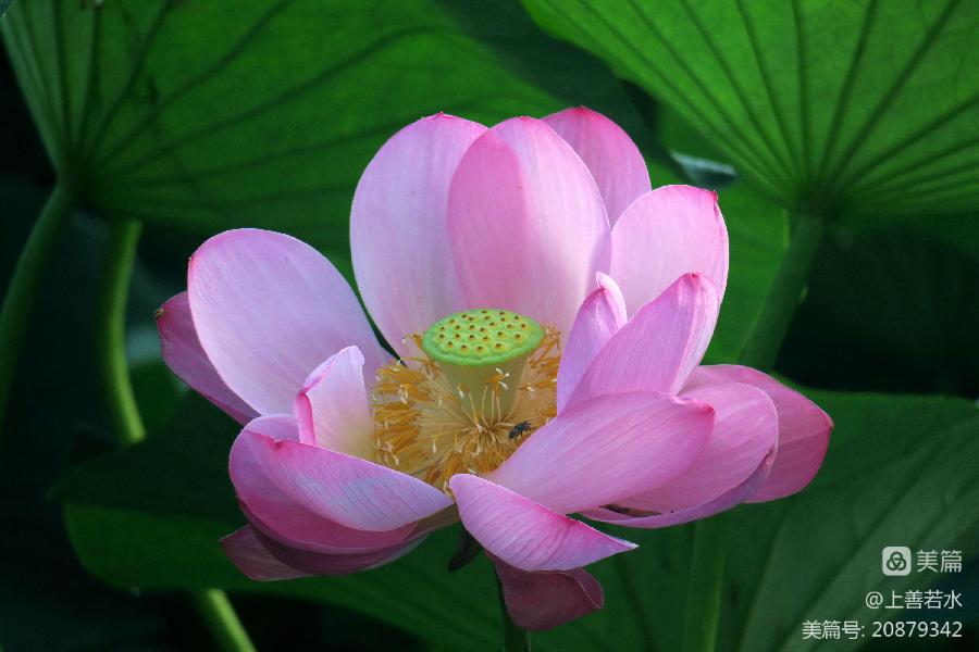 中华诗艺社黑龙江分社/【摄影】李德文:问荷(图4)