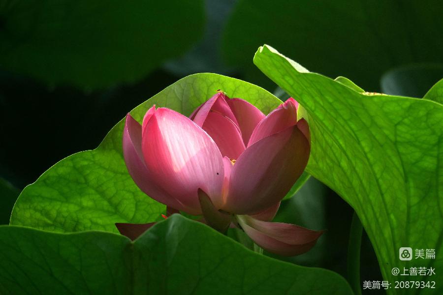 中华诗艺社黑龙江分社/【摄影】李德文:问荷(图5)