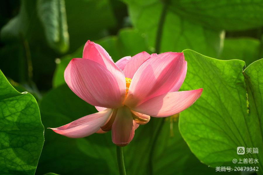 中华诗艺社黑龙江分社/【摄影】李德文:问荷(图60)