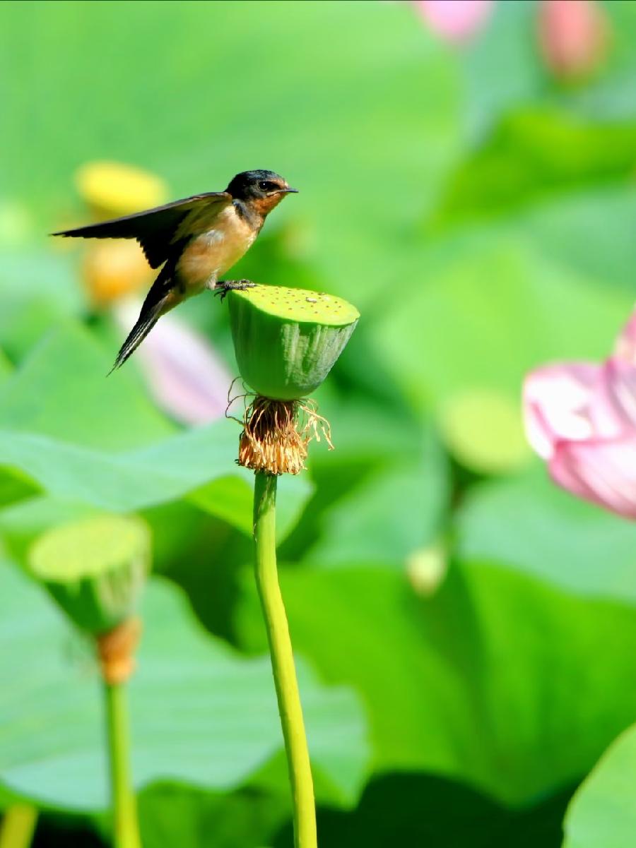 李春生:母子情(图16)