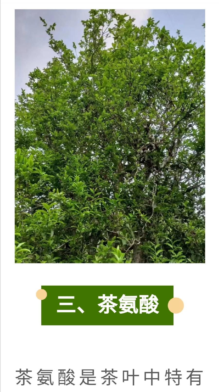 茶保健功能的“四大元素”！（图8）