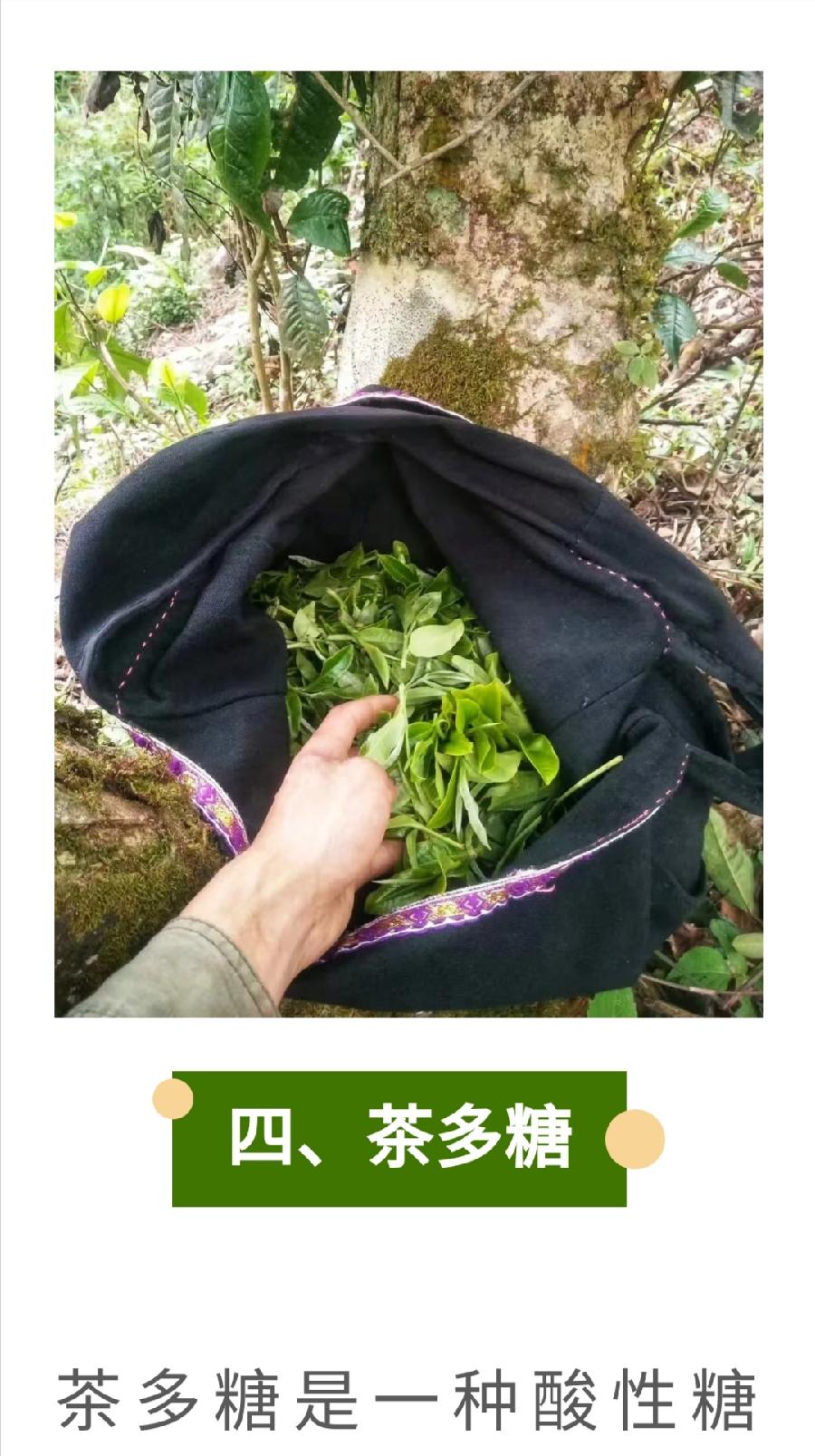 茶保健功能的“四大元素”！（图12）
