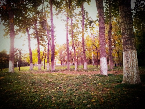 《秋天的早晨》作者:戴墨镜的阿Q【主播:金牌主播:马艺军】【桃源国际诗歌集团】[桃源♬ 馨声]（图6）