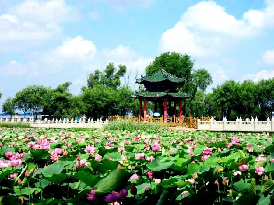 李春生:百荷争艳(图3)