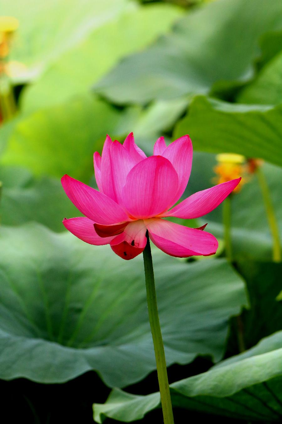 李春生:百荷争艳(图5)