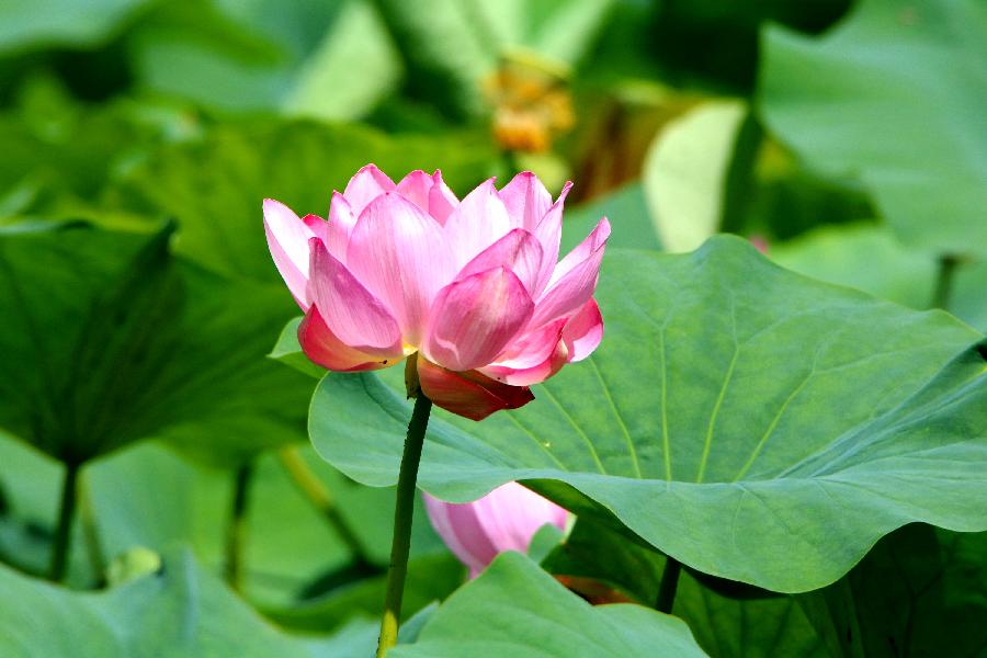 李春生:百荷争艳(图6)