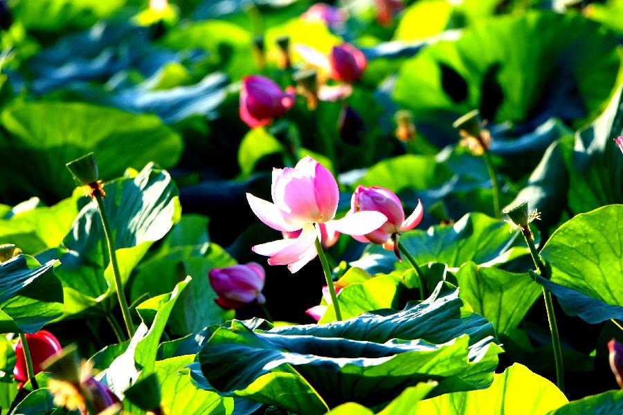 李春生:百荷争艳(图8)