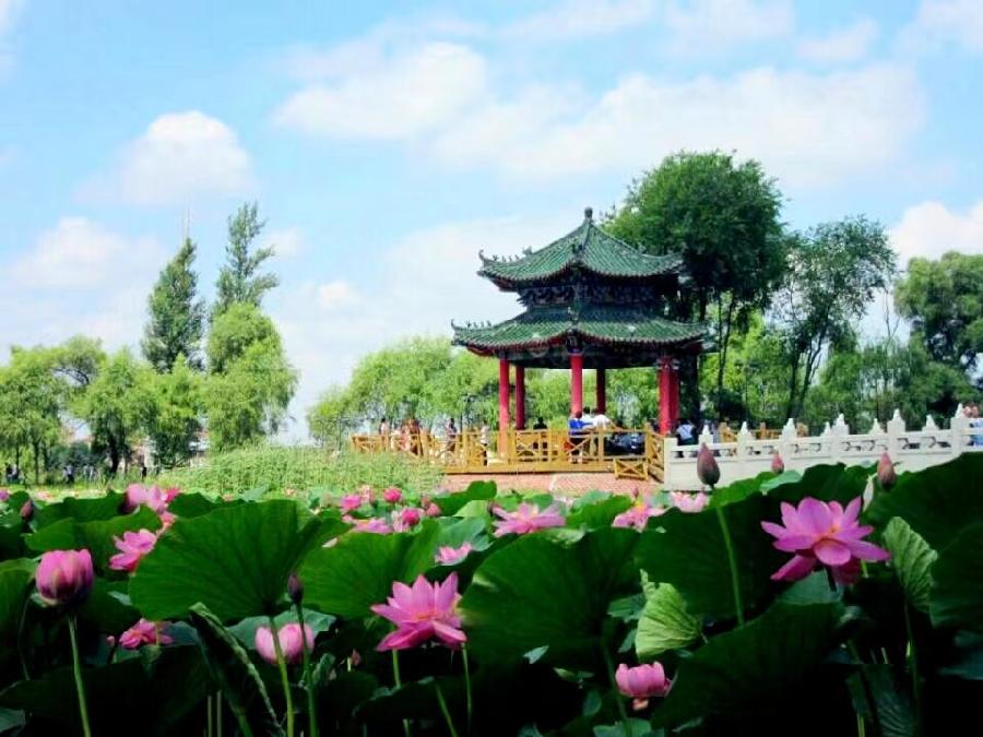李春生:百荷争艳(图10)