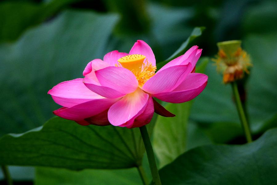 李春生:百荷争艳(图14)