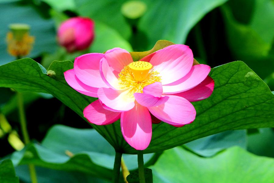 李春生:百荷争艳(图29)