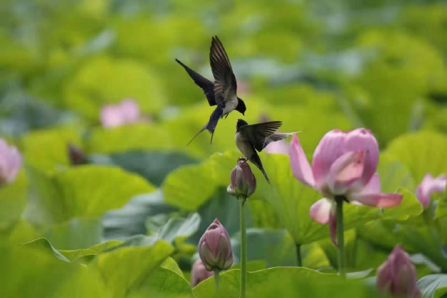 李春生:百荷争艳(图37)