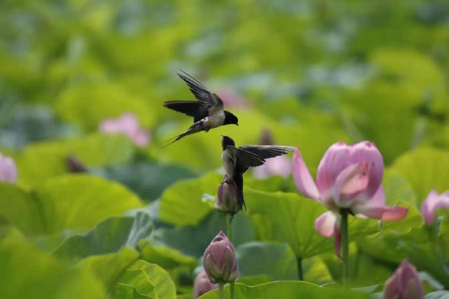 李春生:百荷争艳(图38)