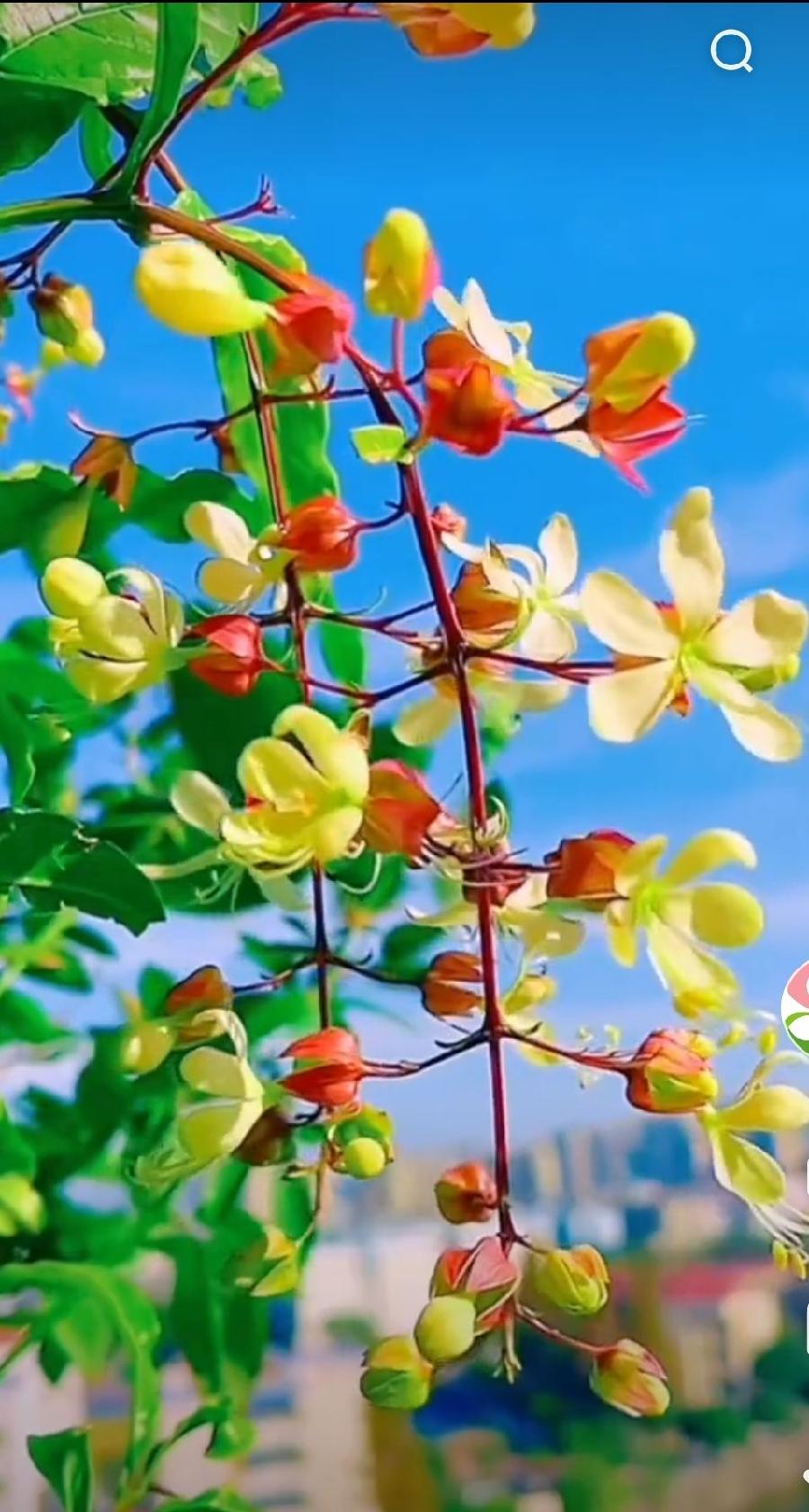 【佳作分享】溪水紫兰《教师节感怀》请欣赏(图11)
