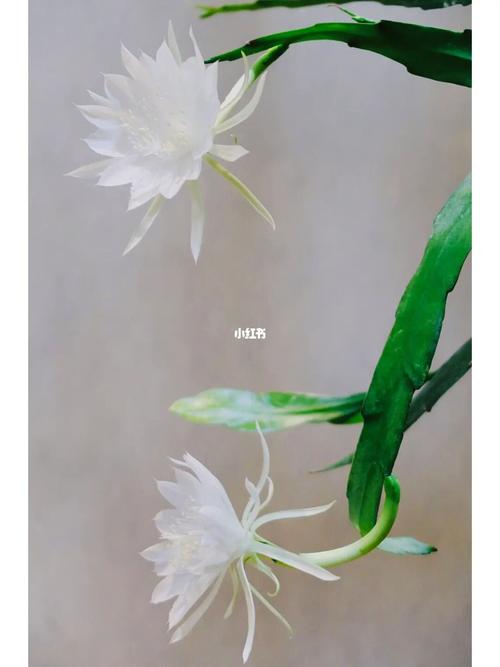 七绝二首 安静（山东）（图2）