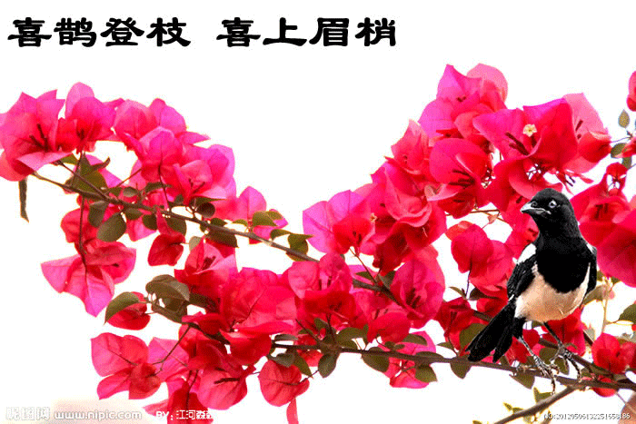 【潇湘文学社】潇湘陶菊诗社《总418期》(喜鹊)(图13)